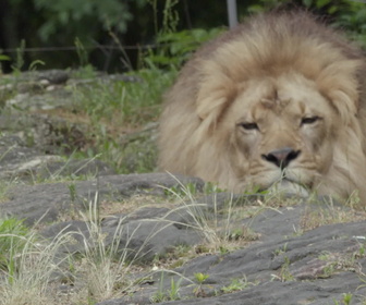 Replay Au cœur du zoo de New York - S4E5 - Cosi faon tutte