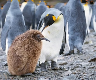Replay Les ailes du courage - Le peuple des tempêtes