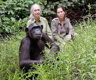 Replay Découverte - Jane Goodall au secours des chimpanzés du Congo