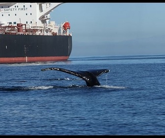 Replay Collisions mortelles en mer - Trop de bateaux pour les baleines
