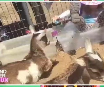 Replay Le grand bêtisier des animaux - Émission 1