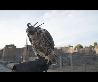 Replay À Pompéi, la chasse aux pigeons est ouverte !