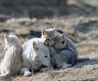 Replay Champion de la survie - Le loup arctique