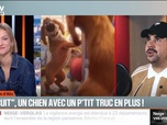 Replay BFM Première - Biscuit, un chien avec un p'tit truc en plus ! - 05/01