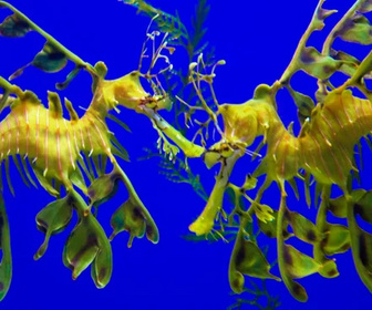 Replay Merveilles de la vie sous-marine - 28/02/2026