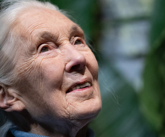 Replay ActuElles - Décès de Jane Goodall : la justice sociale et environnementale chevillée au corps