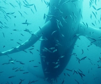 Replay Le trésor de l'île de Terre-Neuve