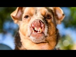 Replay Le concours du chien le plus moche au monde sacre son vainqueur 2026