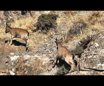 Replay Comment les efforts de conservation de l'Ouzbékistan restaurent la biodiversité