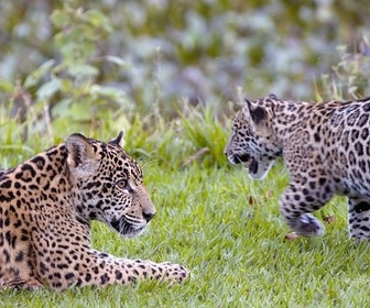 Replay Les ravages du feu - Brésil, sur la piste des jaguars