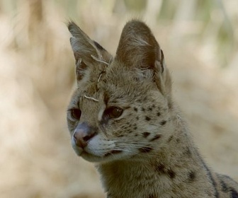 Replay Félins d'Afrique : l'espoir au bout des griffes - Chats et chiens sauvages