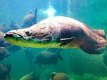Replay River monsters - S1E4 - Tueurs de l'Amazonie