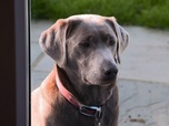 Replay Chiens hors de contrôle - un dresseur à la rescousse - S3 E7 - Ce n'est qu'un au revoir