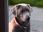 Replay Chiens hors de contrôle