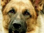 Replay Rex, chien flic - Calibre 7,65