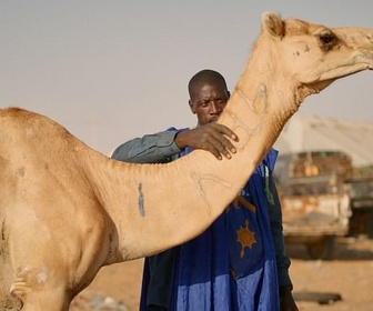 Replay Mauritanie, le marché aux dromadaires - Marchés du monde