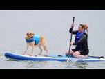 Replay Margo, un lévrier whippet, remporte les Championnats de surf canin au Royaume-Uni