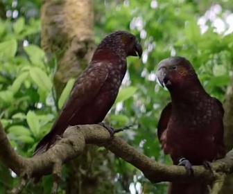 Replay Invitation au voyage - 19/12/2024 - La Nouvelle-Zélande, îles aux oiseaux