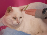 Replay Chiens et chats sans collier - Coup de coeur, coup du sort