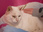 Replay Chiens et chats sans collier