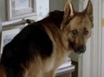 Replay Rex, chien flic - S15 E3 - Un crime presque parfait
