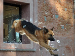 Replay Rex, chien flic - Suivez le guide