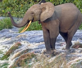 Replay Le royaume des animaux - Le Gabon, dernier refuge des éléphants de forêt