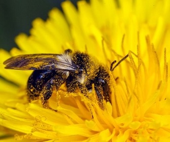 Replay Mon jardin aux mille abeilles