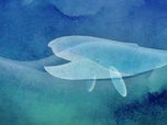 Replay ARTE Journal Junior - Pourquoi les baleines mangent de si petites choses ?