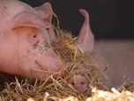 Replay Le goût du détail - Cochon fermier