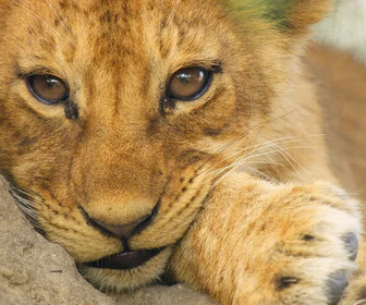 Replay Sur la terre des grands félins - 23/12/2025