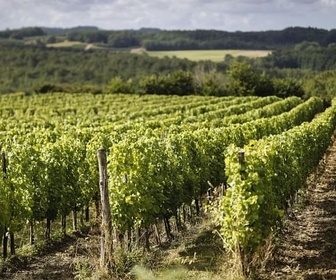 Replay 28 minutes - Le vin français au régime sec ?