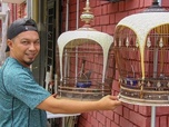 Replay Singapour, quand les oiseaux chantent - GEO Reportage