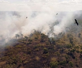 Replay Survivre aux catastrophes : les stratégies de la nature