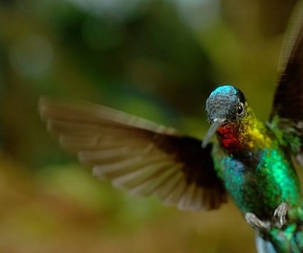 Replay Décollage - Les animaux s'envoient en l'air