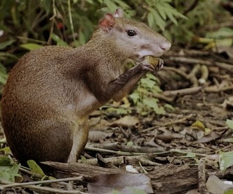 Replay Comment protéger nos forêts - Bonnes nouvelles de la planète