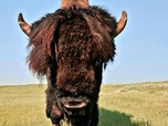 Replay Les prairies de l'Ouest - Canada, la force de la nature