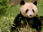 Replay Zone interdite - Beauval : l'incroyable aventure des nouveaux bébés pandas