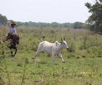 Replay Le lac rebelle du Pantanal - 21/11/2024