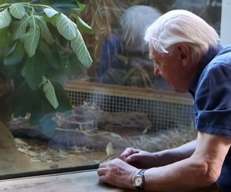Replay ARTE Journal - David Attenborough : une vie pour la nature