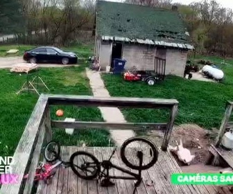 Replay Le grand bêtisier des animaux - Émission 1