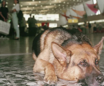 Replay Rex, chien flic - 30/07/2026