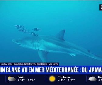Replay BFM Première - Des plongeurs ont fait une rencontre extrêmement rare avec un grand requin blanc en Méditerranée
