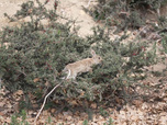Replay Focus - Australie : le fléau des lapins, espèce devenue invasive