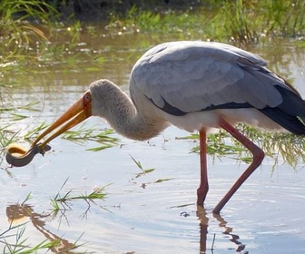Replay Le temps de l'abondance - Une oasis sauvage au Kenya