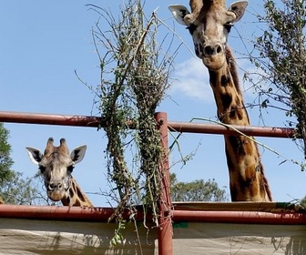Replay Kenya : des girafes pour la paix - 360° Reportage