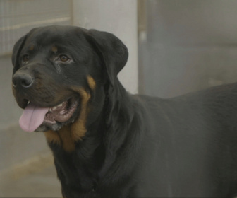 Replay Chiens et chats sans collier - Un refuge, des espoirs