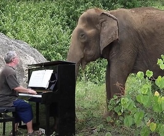 Replay Le royaume des animaux - Animaux - Le rythme dans la peau ?