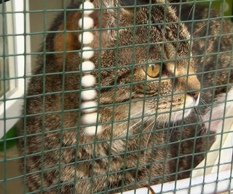 Replay Animaux à adopter - Charly le jeune croisé berger, Donald le gros matou câlin