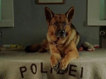 Replay Rex, chien flic - Les amants